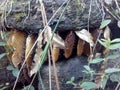 beehive colony with bees located in rock cavity.