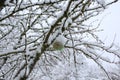 Bird fat ball with snow Royalty Free Stock Photo