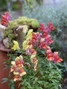 Blooming snapdragon in a garden