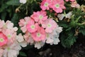 Blossomin verbena in the garden