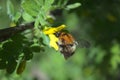 Blossoming bladder senna and a bumblebee