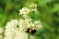 Blossoming meadowsweet with a bumblebee in the meadow