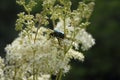 Blossoming meadowsweet in the meadow