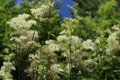 Blossoming meadowsweet in the meadow