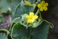 Blossoms of a cucumber plant Royalty Free Stock Photo