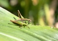 Bog bush cricket on a leaf Royalty Free Stock Photo