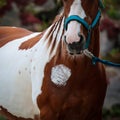 Horse piebald with an injured chest treated with a tether and halter tied to a ring