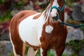 Horse piebald with treated injury to the chest with tether and halter, partial detail of the body.