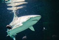 Picture shows a Carcharodon carcharias, in a aquarium