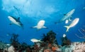 Caribbean reef sharks at the Bahamas Royalty Free Stock Photo