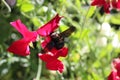 A carpenter bee on a vetch Royalty Free Stock Photo