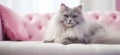 this picture shows a cat with pink furniture,