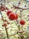 Frozen cherries hanging on the trees