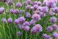 Chives bloom in the garden Royalty Free Stock Photo