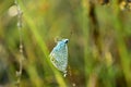 Butterfly moth shot on the grass close-up Royalty Free Stock Photo