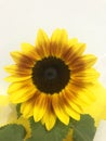 Close of a sunflower in front of a white background