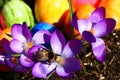 Happy easter greetings with a bumblebee queen Royalty Free Stock Photo