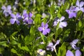 Common periwinkle in the garden Royalty Free Stock Photo