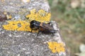 Cricket on a stone in the nature