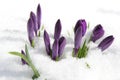 Crocus in the snow Royalty Free Stock Photo