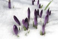 Crocus in the snow Royalty Free Stock Photo