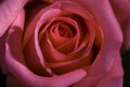 A close-up of a rose.