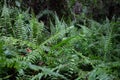 Fern in Tropical Secondary Forest