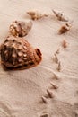 Various seashells lying on the beach sand arranged in a composition. Royalty Free Stock Photo
