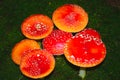 Field of fly agarics in the forest Royalty Free Stock Photo
