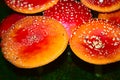 Field of fly agarics in the forest Royalty Free Stock Photo