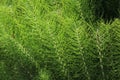 Field of horsetails in the forest