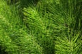 Field of horsetails in the forest