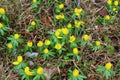 A field with winter aconites