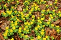 A field with winter aconites