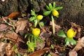 A field with winter aconites