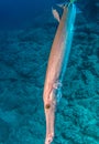 Flute fish at Isla Revillagigedos, Mexico Royalty Free Stock Photo