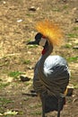 Portrait of a grey crowned crane