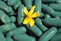 Green capsules and a St. John`s wort blossom Royalty Free Stock Photo