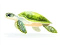 A picture shows a green turtle that has both a yellow shell and a red shell, and there is indeed a green turtle with a