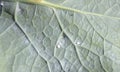 Greenhouse whitefly on the cabbage