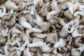 Oyster mushrooms