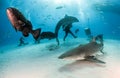 Grouper, Lemon and Tiger shark at Tigerbeach, Bahamas Royalty Free Stock Photo