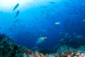 Hammerhead Shark at Cocos Island, Costa Rica Royalty Free Stock Photo