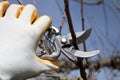 A hand with gloves and garden shears cutting water branches on a tree Royalty Free Stock Photo