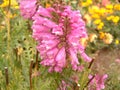 Harvestman on a pink flower in the garden Royalty Free Stock Photo