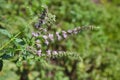 Healthy horsemint in the summer