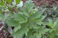Healthy lovage in the garden Royalty Free Stock Photo