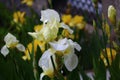 Iris field in the spring