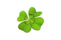 An isolated green lucky clover