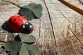 Ladybird on a tree trunk Royalty Free Stock Photo